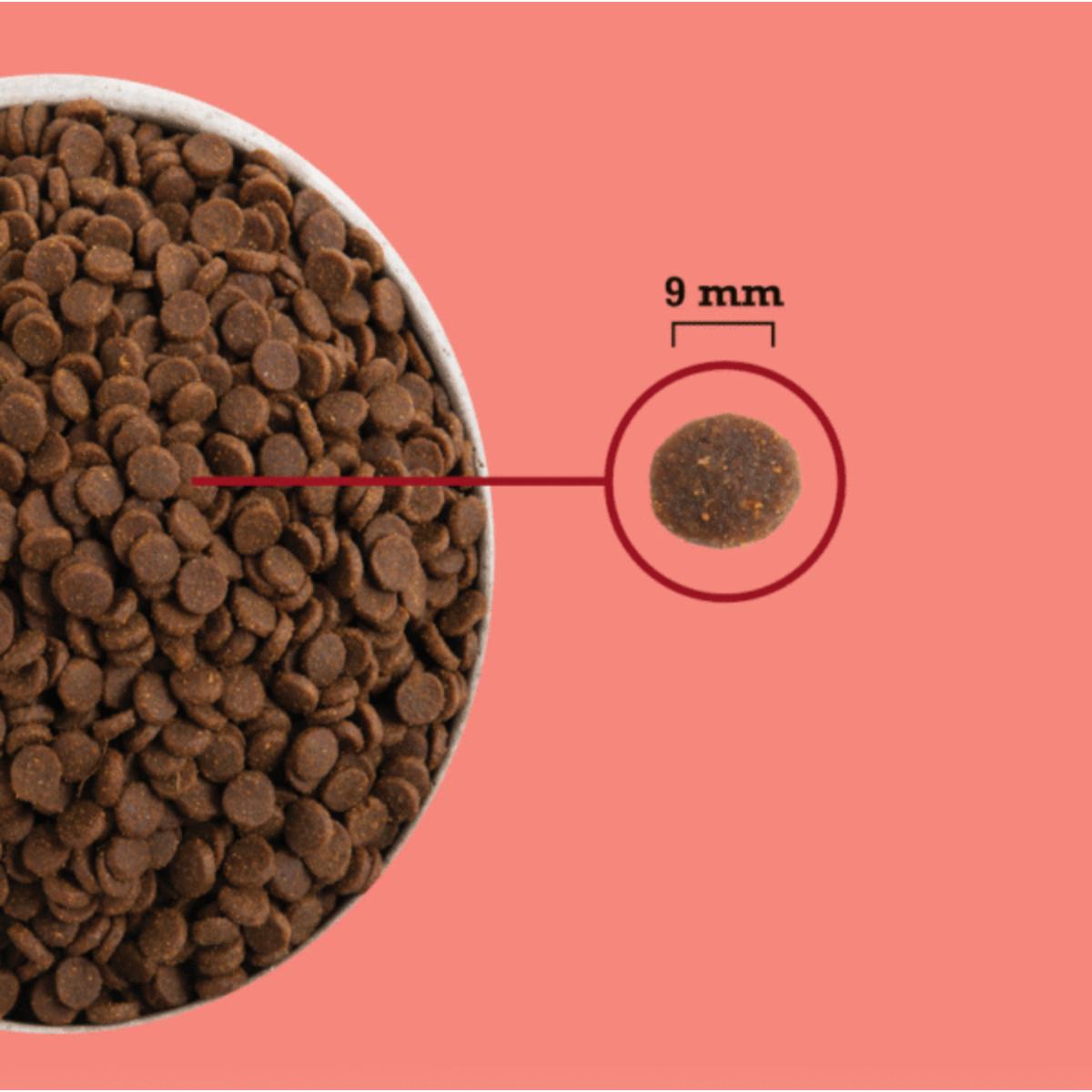 ACANA High Protein Indoor, Pui și Somon, hrană uscată fără cereale pisici, 4.5kg - poza 4