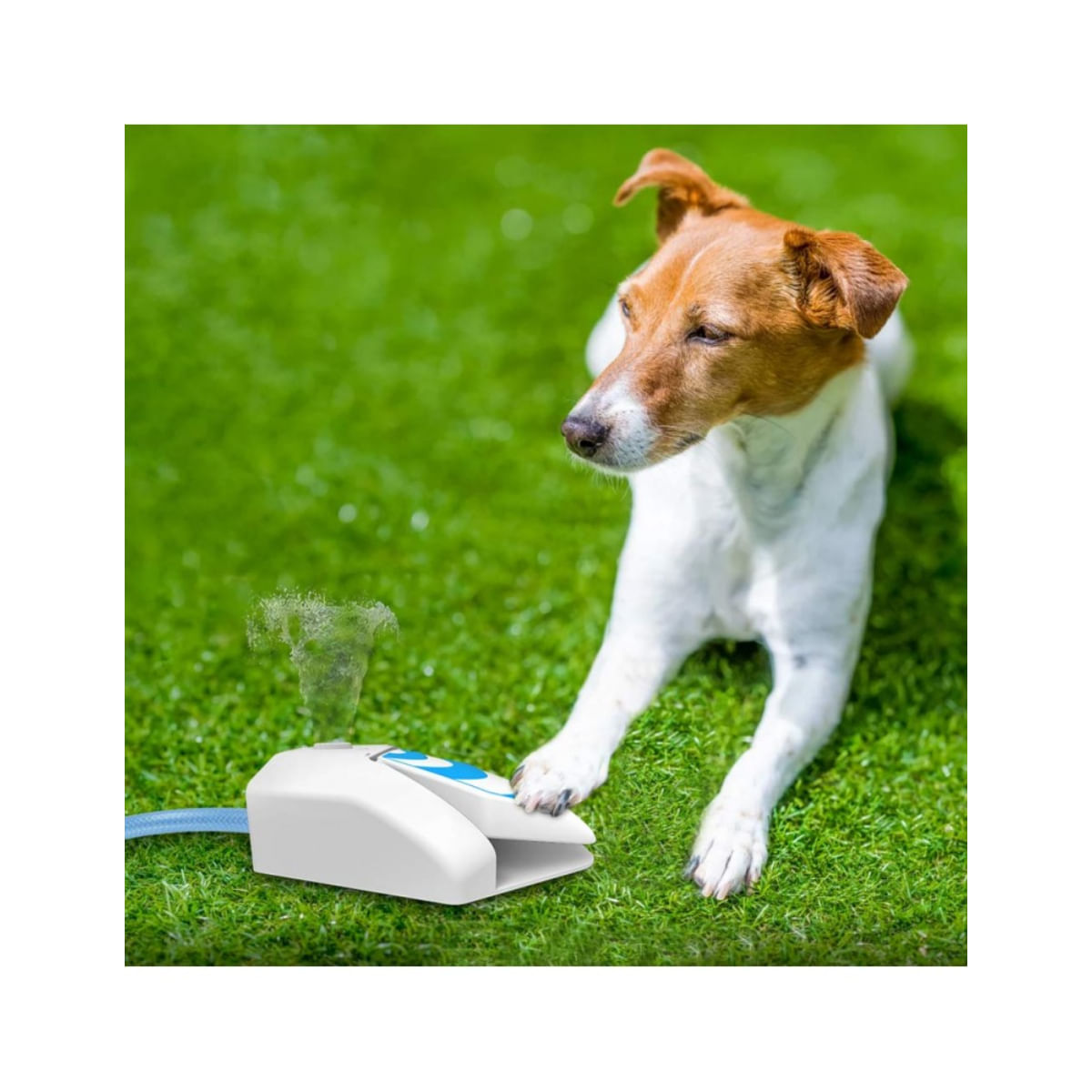 ALL FOR PAWS Fantana de Gradina, fântână câini, asimetrică, XS-XL - poza 3
