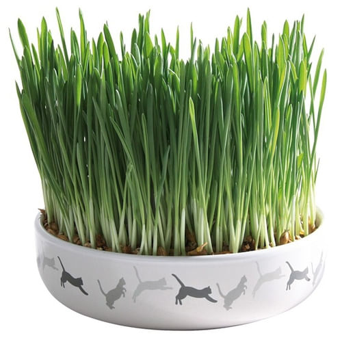 Bol Ceramica 15*45cm cu Seminte de Orz pentru Iarba 50g - poza 2