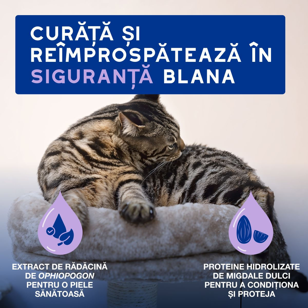 DOUXO SPA Low-Stress Refresh Mousse, șampon spumă pisici, fără clătire, hidratantă, Vanilie și Nucă de cocos, flacon cu aplicator, 150ml - poza 3