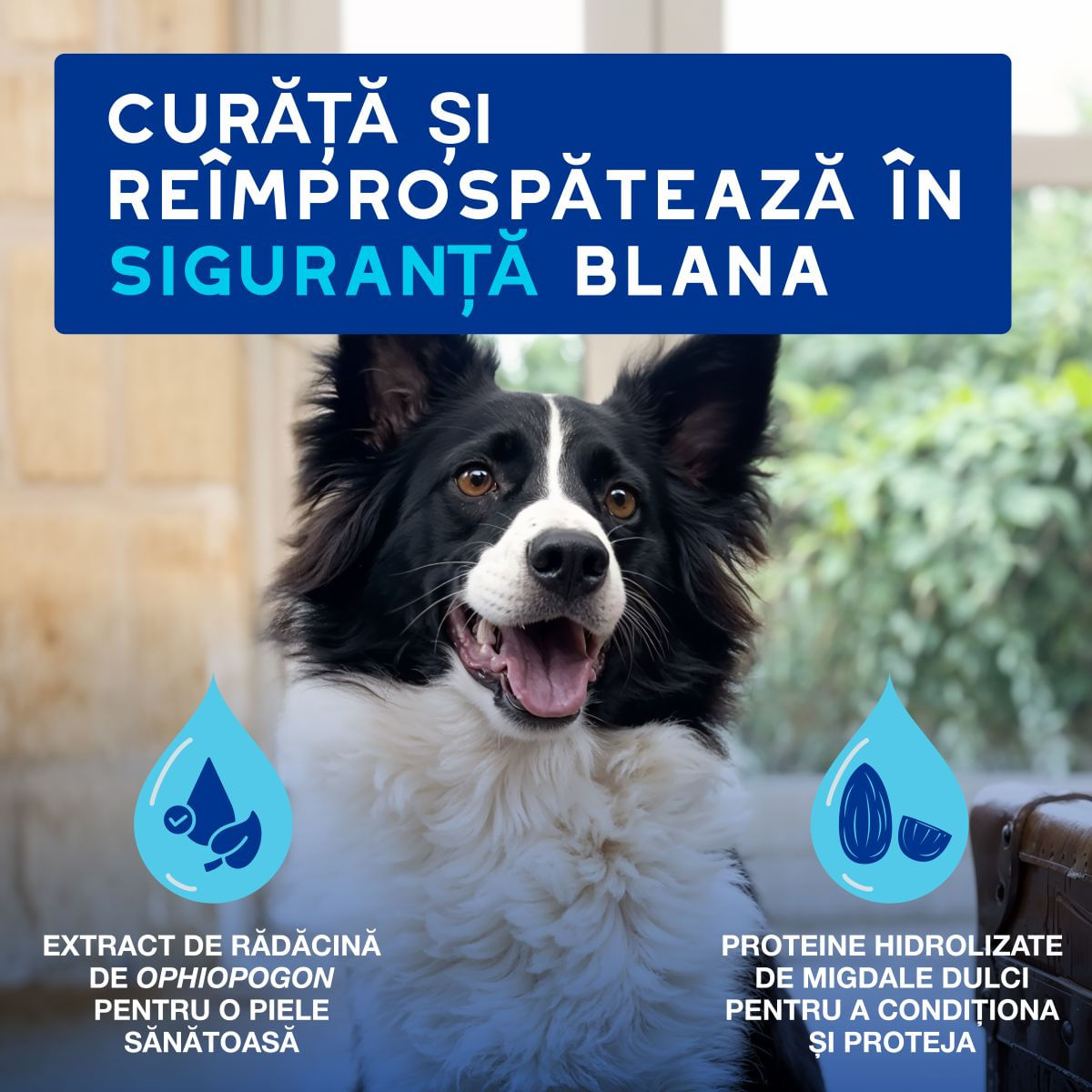 DOUXO SPA Quick Refresh Mousse, șampon spumă câini, fără clătire, hidratantă, Vanilie și Nucă de cocos, flacon, 150ml - poza 3