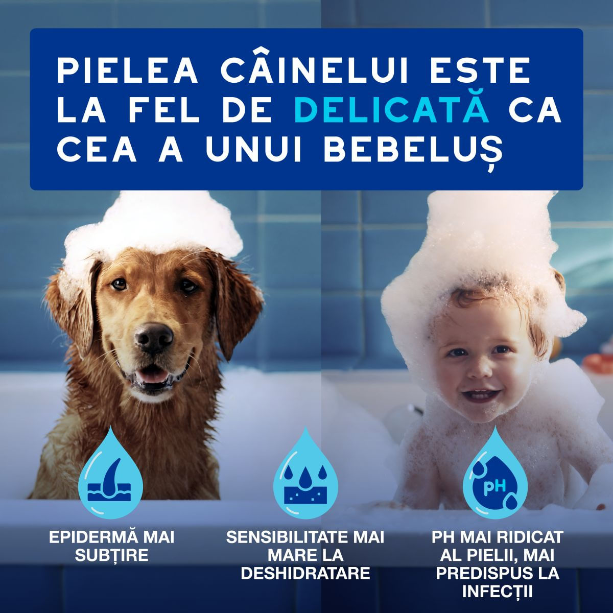 DOUXO SPA Quick Refresh Mousse, șampon spumă câini, fără clătire, hidratantă, Vanilie și Nucă de cocos, flacon, 150ml - poza 4