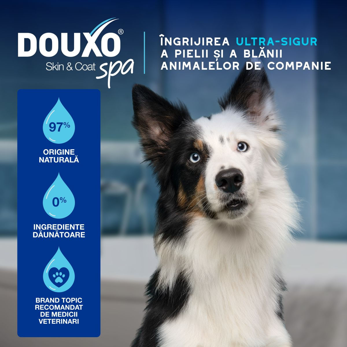 DOUXO SPA Quick Refresh Mousse, șampon spumă câini, fără clătire, hidratantă, Vanilie și Nucă de cocos, flacon, 150ml - poza 5