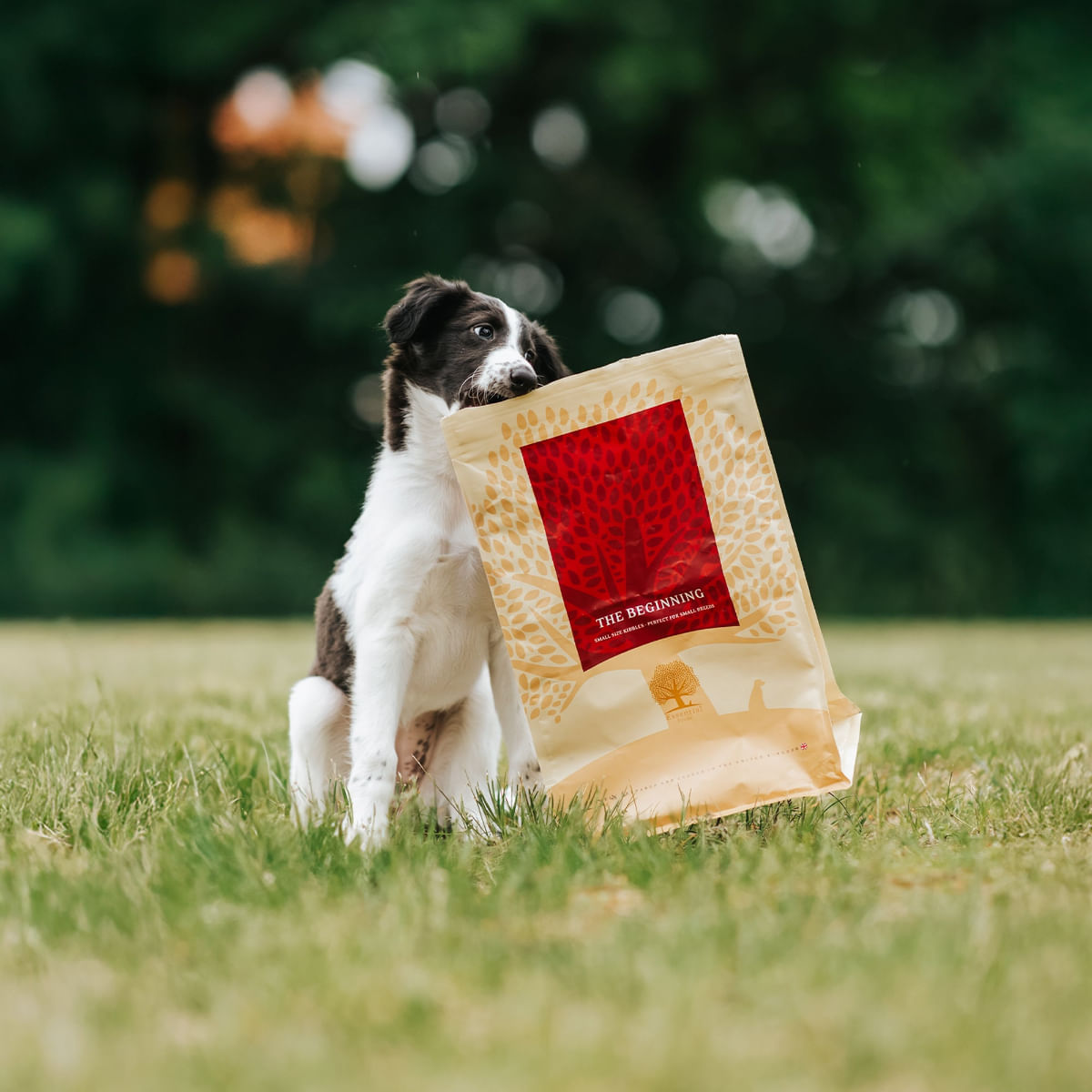 ESSENTIAL Beginning Small Breed, Pui și Rață, hrană uscată fără cereale câini junior ESSENTIAL Beginning Small Breed, XS-S, Pui și Rață, hrană uscată fără cereale câini junior, 2.5kg - poza 3