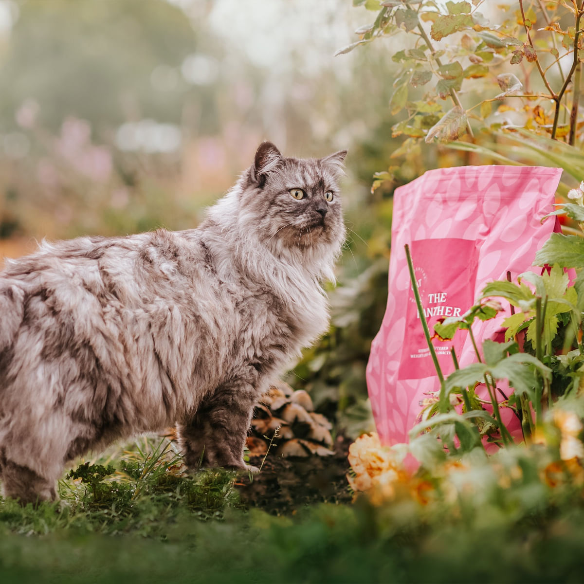ESSENTIAL Panther, Somon și Pește alb, hrană uscată fără cereale pisici sterilizate senior, 3kg - poza 3