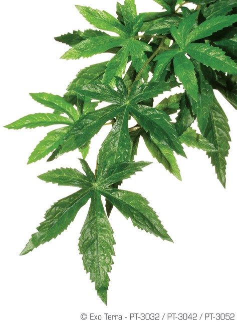 EXO TERRA PLANTA ABUTILON MEDIUM 55 CM PT3042