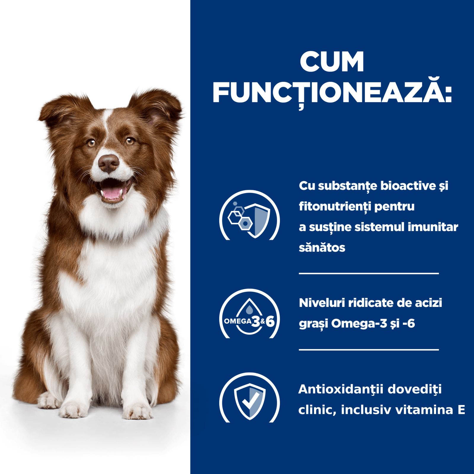 HILL'S Prescription Diet Derm Defense, Pui, dietă veterinară câini, hrană uscată, afecțiuni dermatologice HILL'S Prescription Diet Derm Defense, Pui, dietă veterinară câini, hrană uscată, piele & blana, 12kg - poza 5