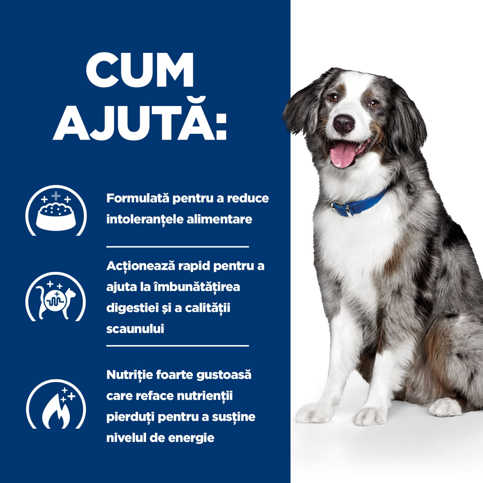 HILL'S Prescription Diet i/d Sensitive Digestive Care, Ou și Orez, dietă veterinară câini, hrană uscată, sensibilități digestive HILL'S Prescription Diet i/d Sensitive Digestive Care, Ou și Orez, dietă veterinară câini, hrană uscată, sistem - poza 5