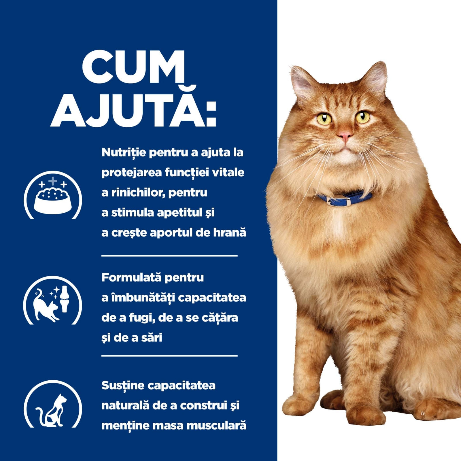 HILL'S Prescription Diet k/d+j/d Kidney Care + Mobility, Pui, dietă veterinară pisici, plic hrană umedă, sistem renal, sistem articular, 85g x 12buc - poza 5
