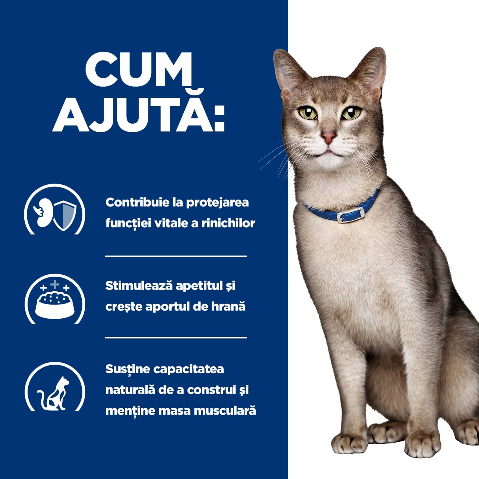 HILL'S Prescription Diet k/d Kidney Care, Pui, dietă veterinară pisici, hrană uscată, afecțiuni renale HILL'S Prescription Diet k/d Kidney Care, Pui, dietă veterinară pisici, hrană uscată, sistem renal, 400g - poza 5