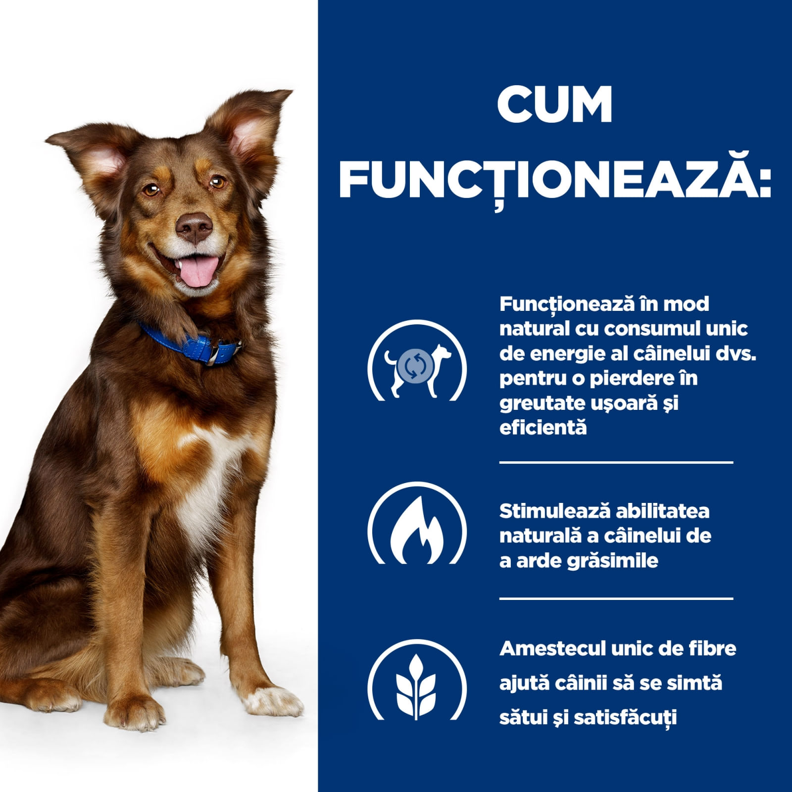 HILL'S Prescription Diet Metabolic, Miel cu Orez, dietă veterinară câini, hrană uscată, afecțiuni metabolice (obezitate) HILL'S Prescription Diet Metabolic, Miel cu Orez, dietă veterinară câini, hrană uscată, metabolism (obezitate si diabet - poza 5