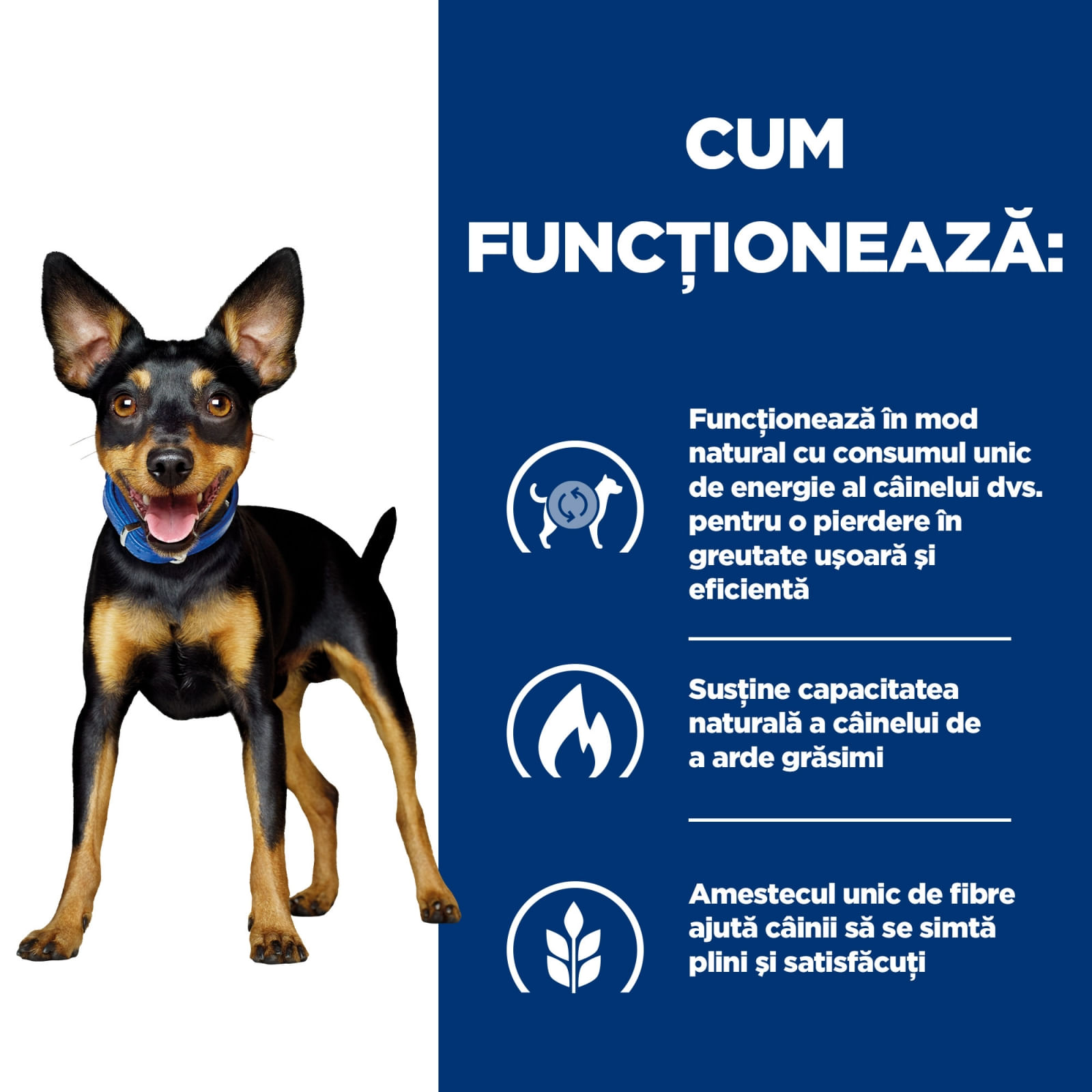 HILL'S Prescription Diet Metabolic Mini, dietă veterinară câini, hrană uscată, afecțiuni metabolice (obezitate) HILL'S Prescription Diet Metabolic Mini, dietă veterinară câini, hrană uscată, metabolism (obezitate si diabet), 6kg - poza 3