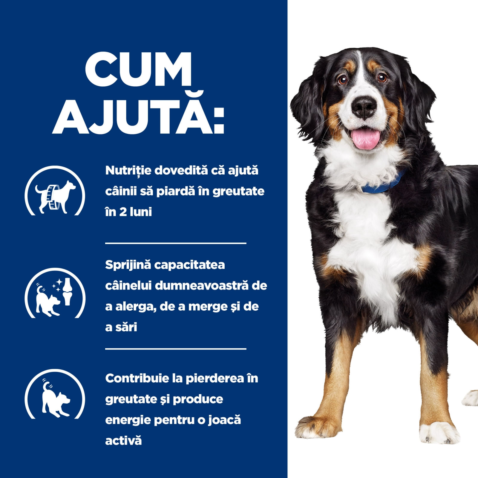 HILL'S Prescription Diet Metabolic + Mobility, Pui, dietă veterinară câini, hrană uscată, afecțiuni metabolice (obezitate) și afecțiuni articulare HILL'S Prescription Diet Metabolic + Mobility, Pui, dietă veterinară câini, hrană uscată, met - poza 5