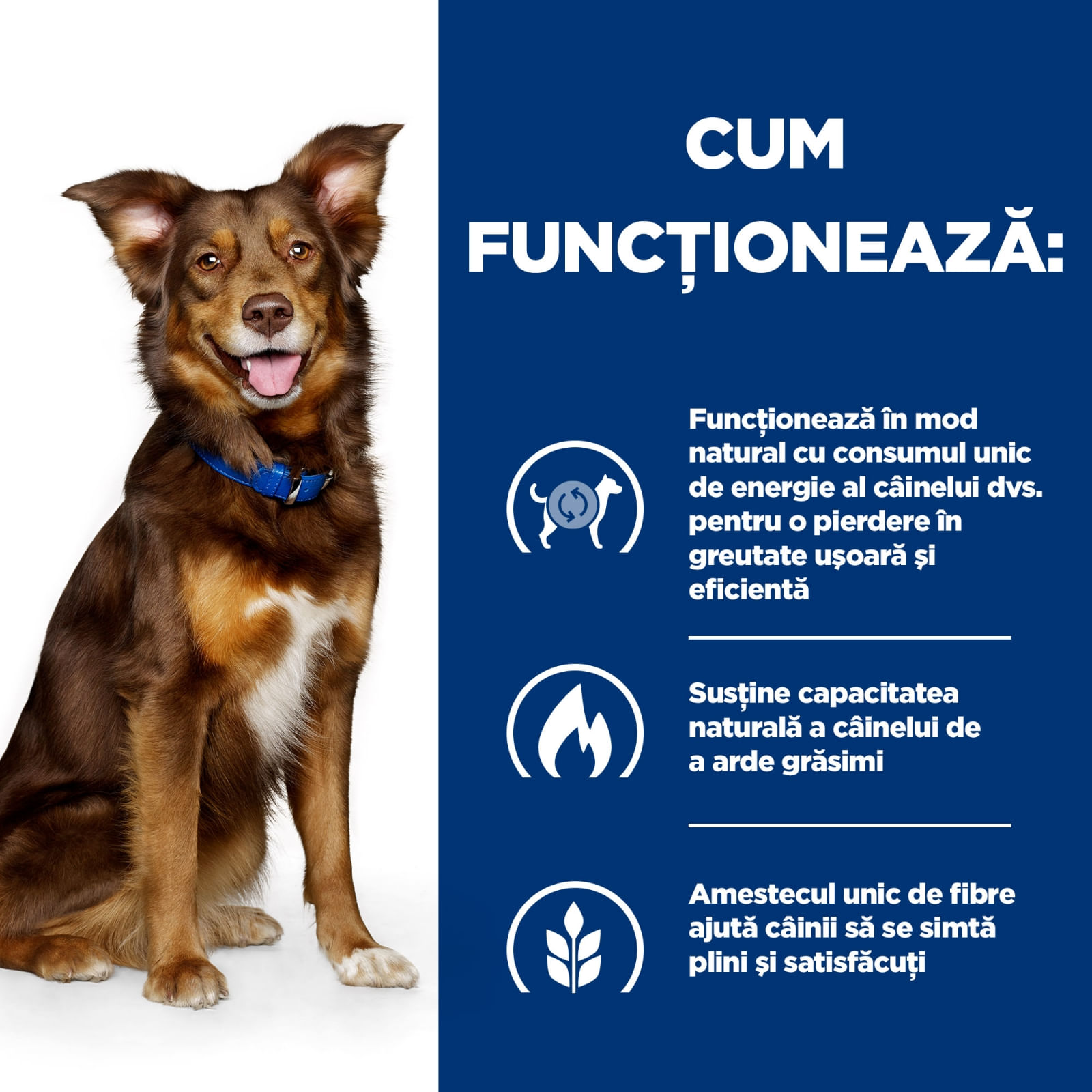 HILL'S Prescription Diet Metabolic, Pui, dietă veterinară câini, hrană uscată, afecțiuni metabolice (obezitate) HILL'S Prescription Diet Metabolic, Pui, dietă veterinară câini, hrană uscată, metabolism (obezitate si diabet), 1.5kg - poza 4