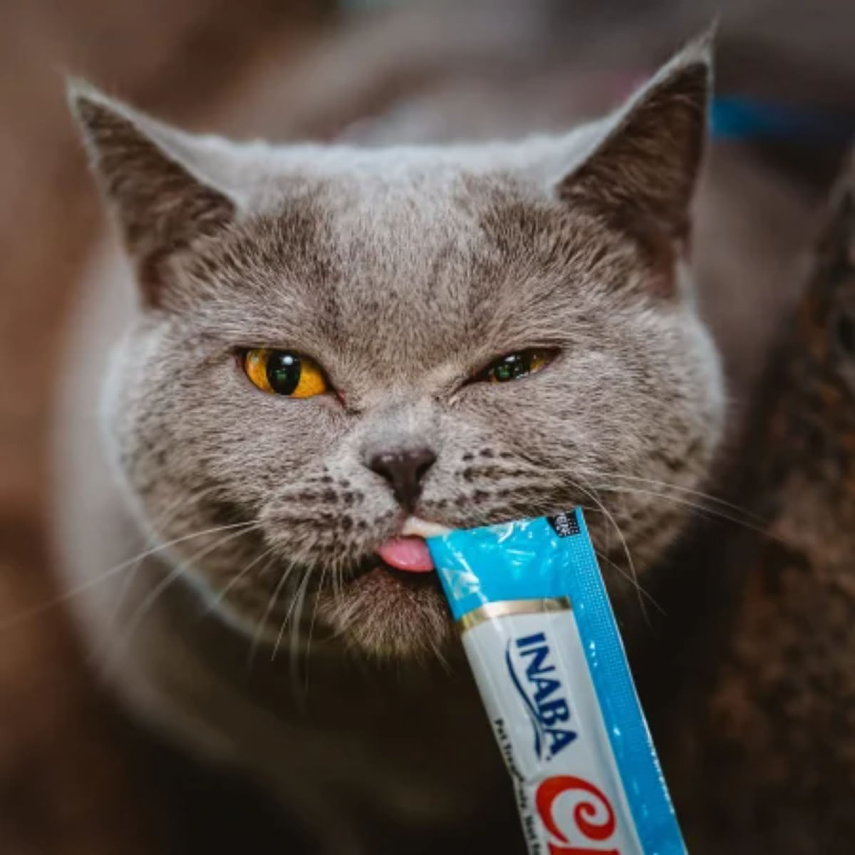 INABA Churu Creamy, Ton și Pui, plic recompense fără cereale pisici, (piure), 56g - poza 5