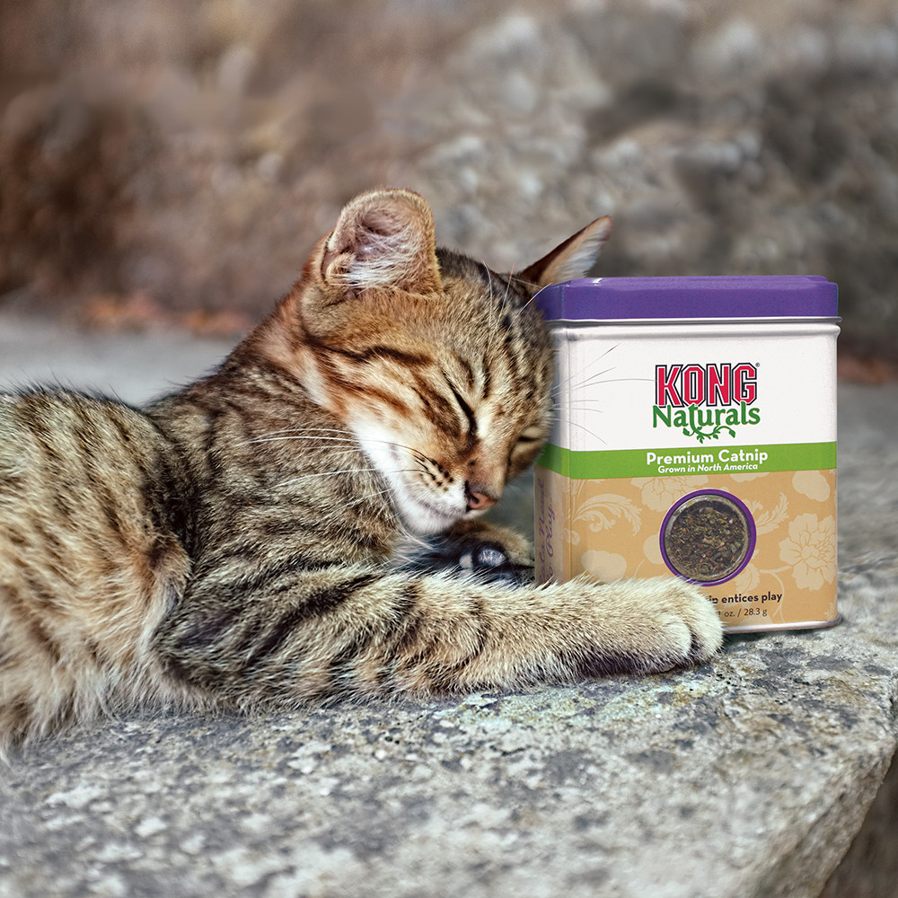 KONG Catnip - poza 3