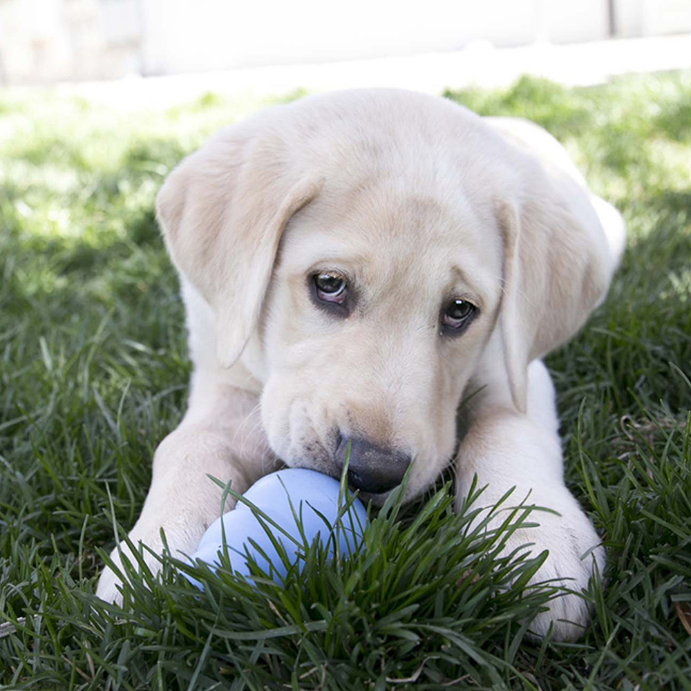 KONG Puppy - poza 5