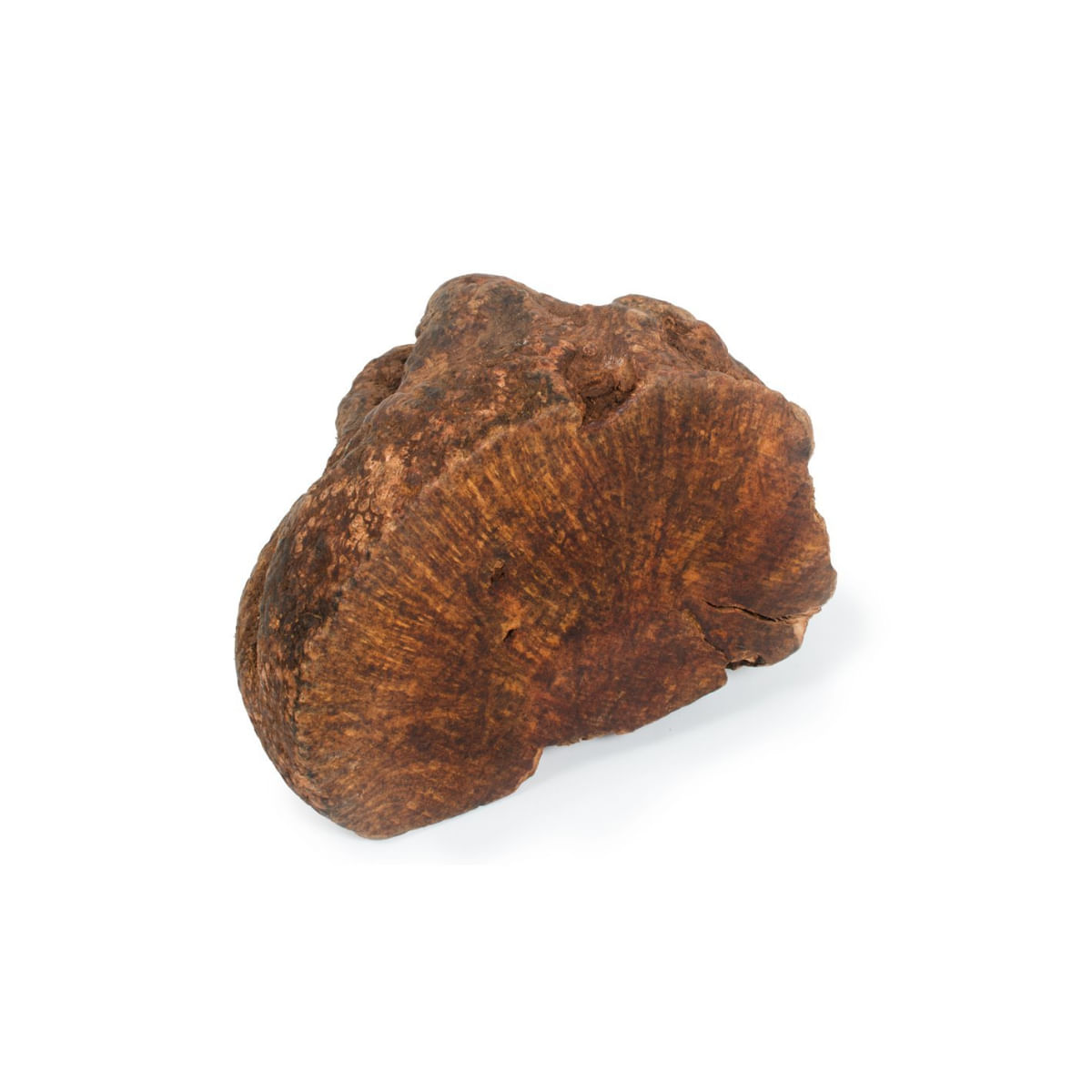 NATUREDELÌ Radacina Tubercul Salbatic, S, recompense câini, 300g - poza 2