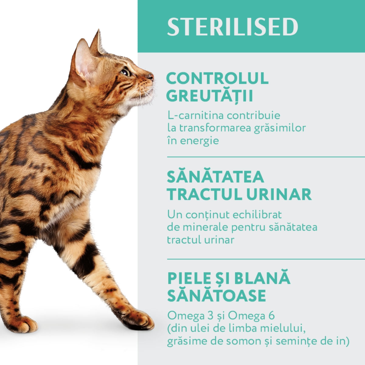 OPTIMEAL Sterilised, Curcan cu Ovăz, hrană uscată pisici sterilizate OPTIMEAL Sterilised, Curcan, hrană uscată pisici sterilizate, 1.5kg - poza 4