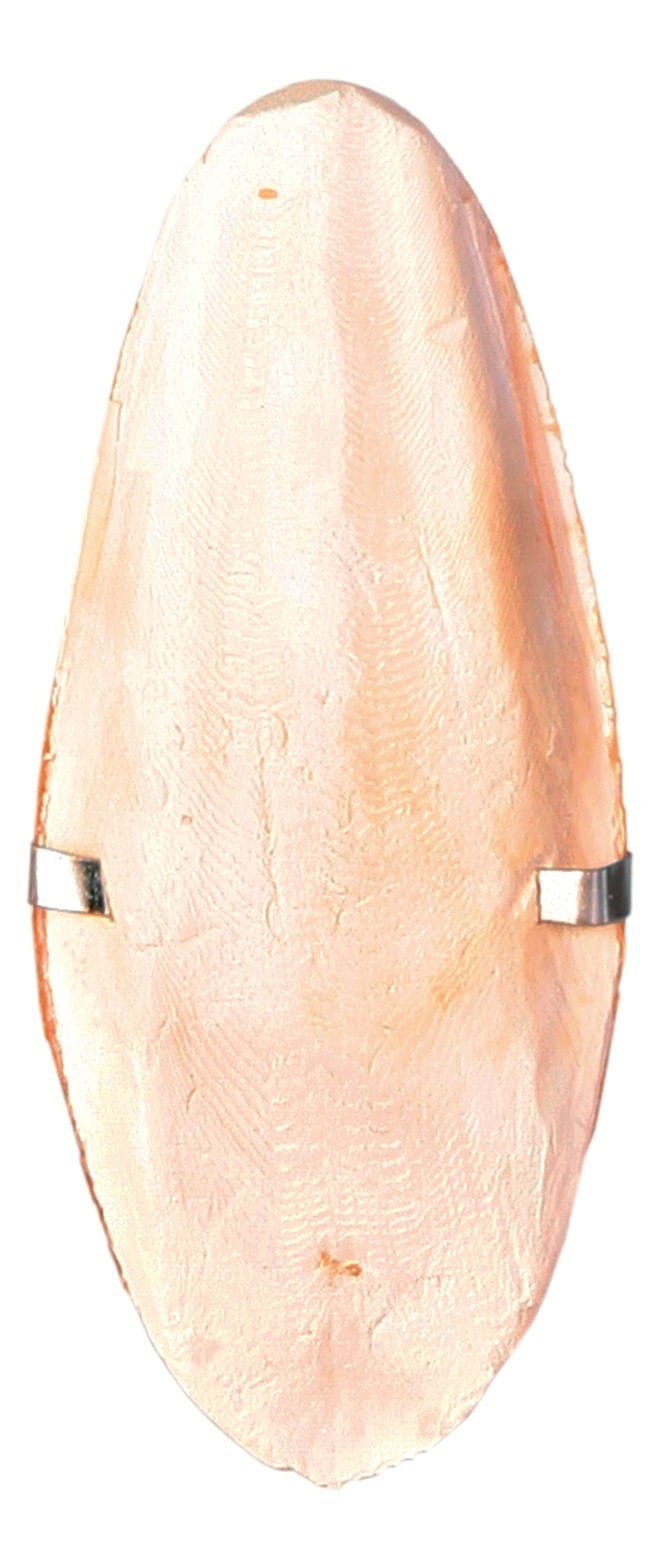 Os Sepie pe Blister 12cm - poza 2