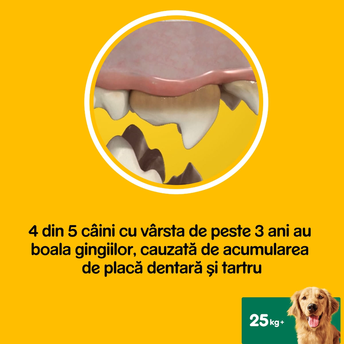 PEDIGREE DentaStix Daily Fresh, recompense câini talie mare, batoane, ceai verde, 7buc - poza 4