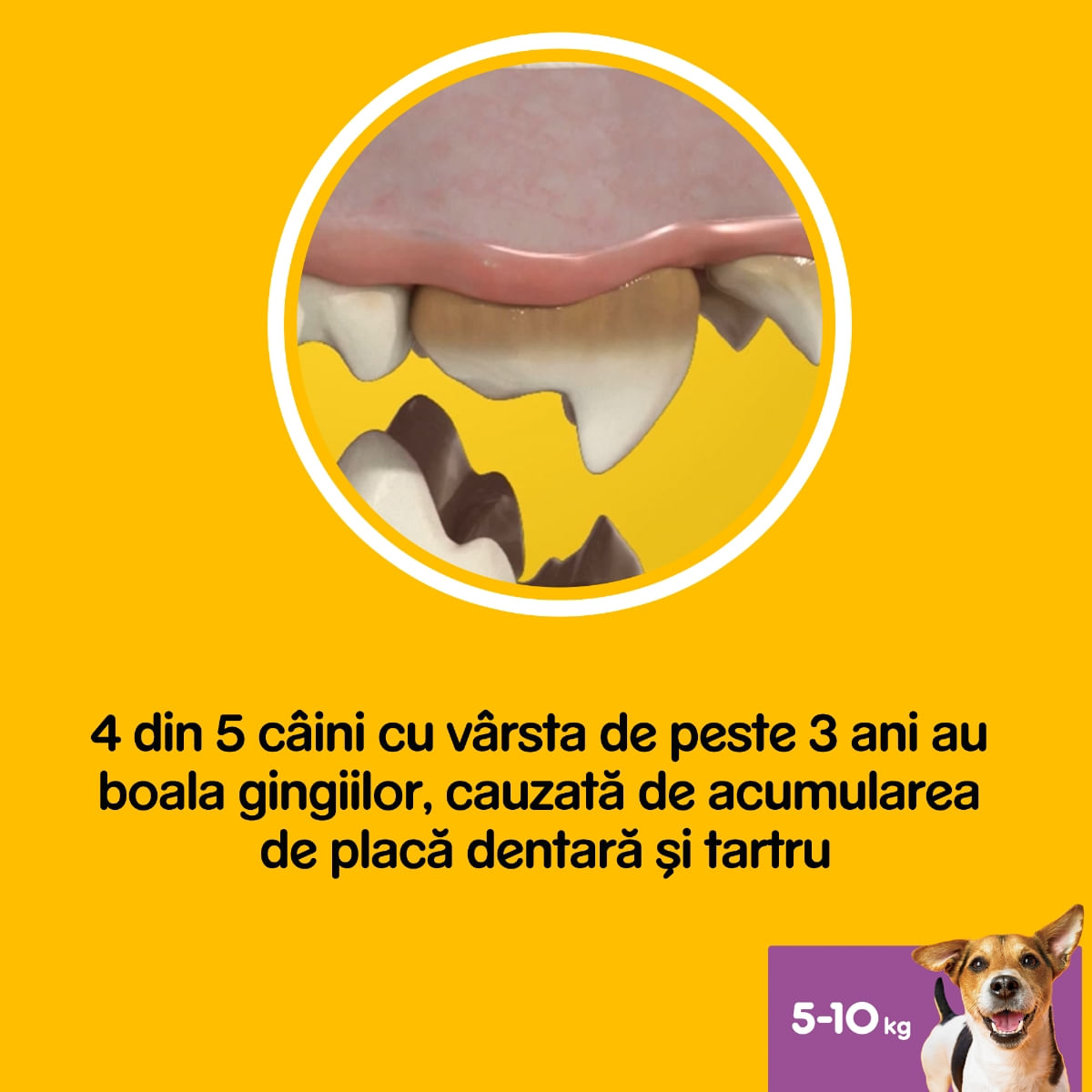 PEDIGREE DentaStix Daily Fresh, recompense câini talie mica, batoane, ceai verde, 7buc - poza 2