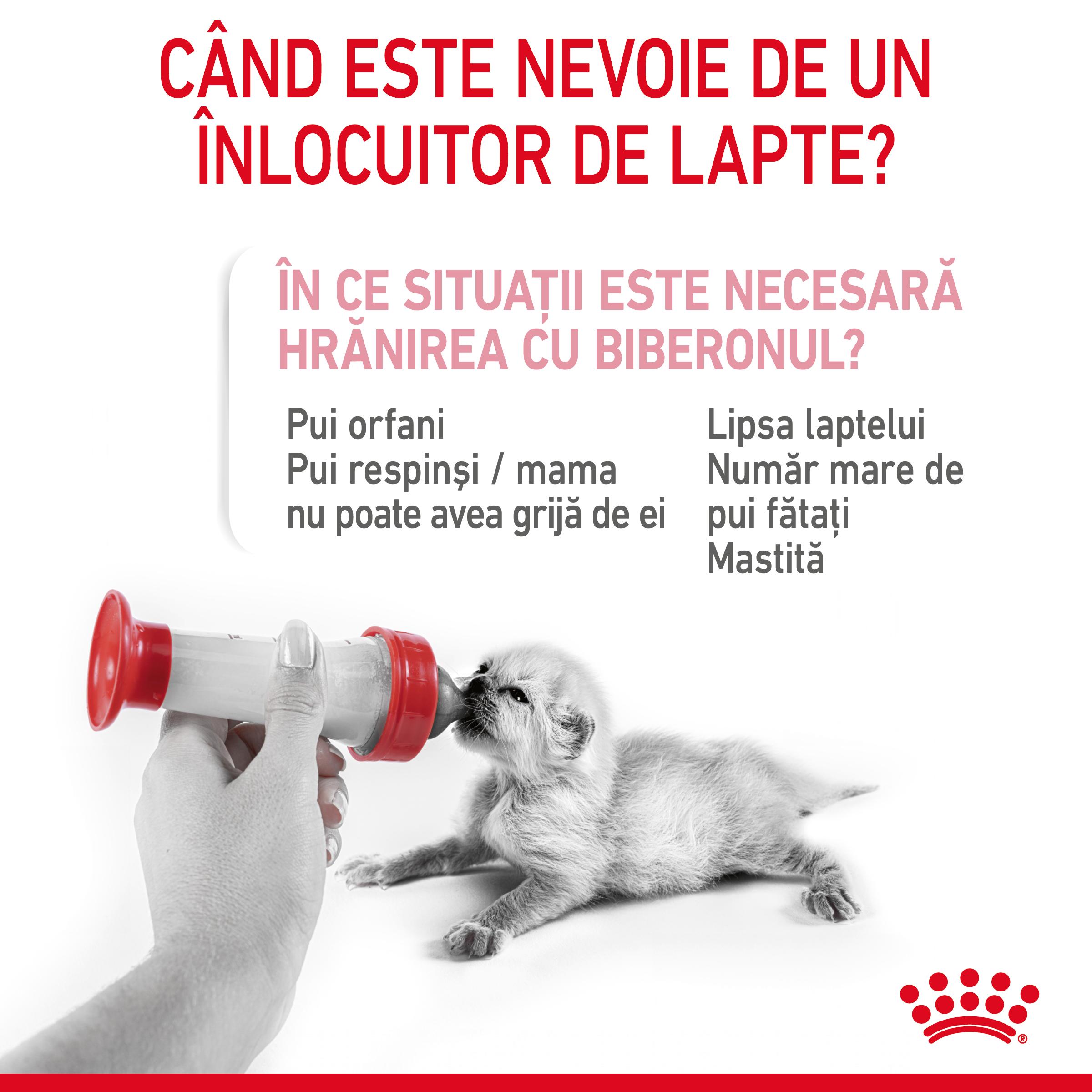 ROYAL CANIN BabyCat Milk, înlocuitor lapte matern pisici, 300g - poza 4