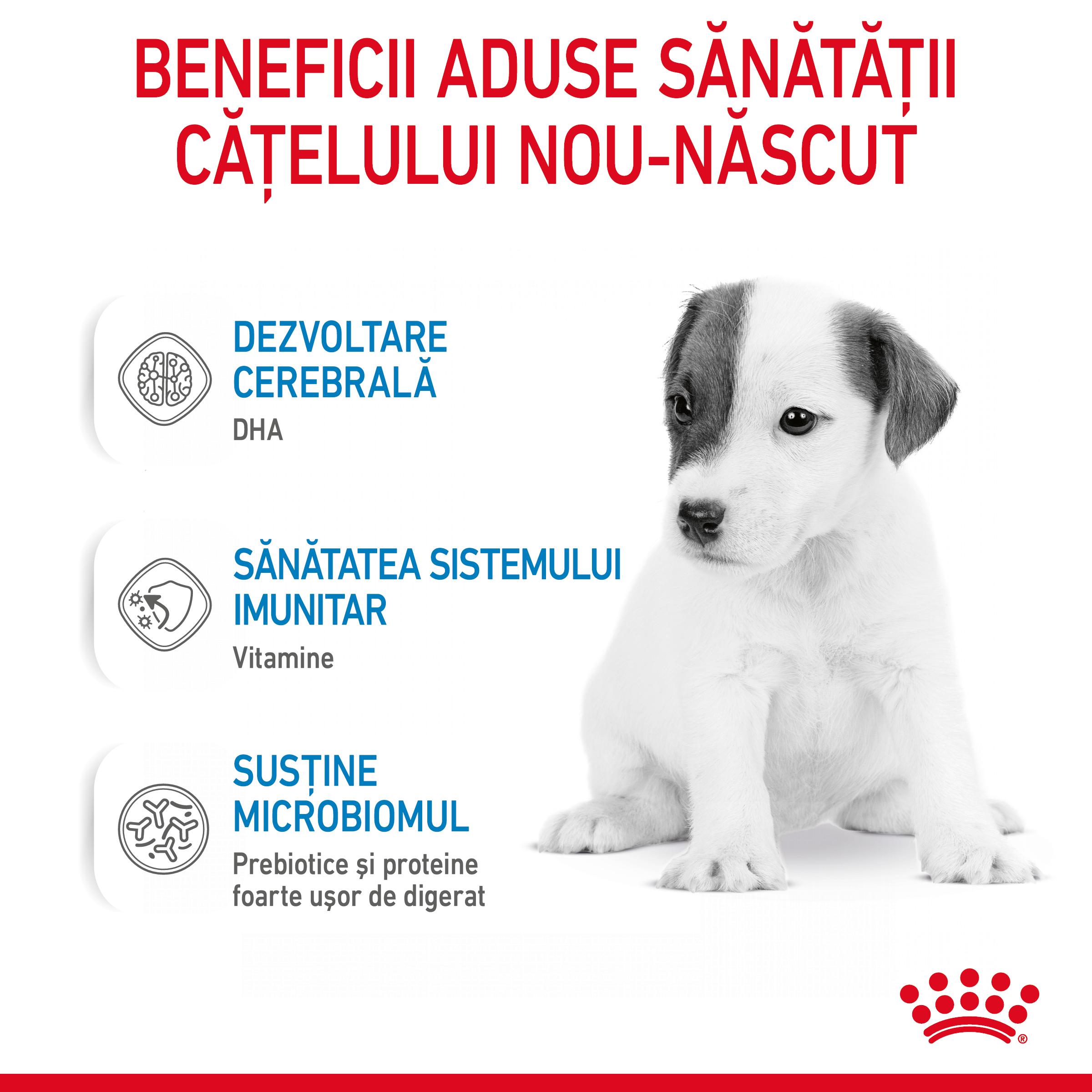 ROYAL CANIN Babydog Milk, înlocuitor lapte matern câini, 400g - poza 5