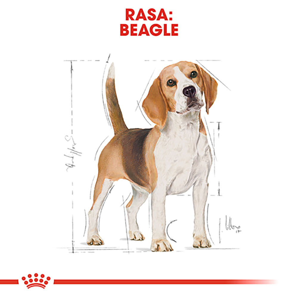 ROYAL CANIN Beagle Adult, hrană uscată câini, 3kg - poza 4
