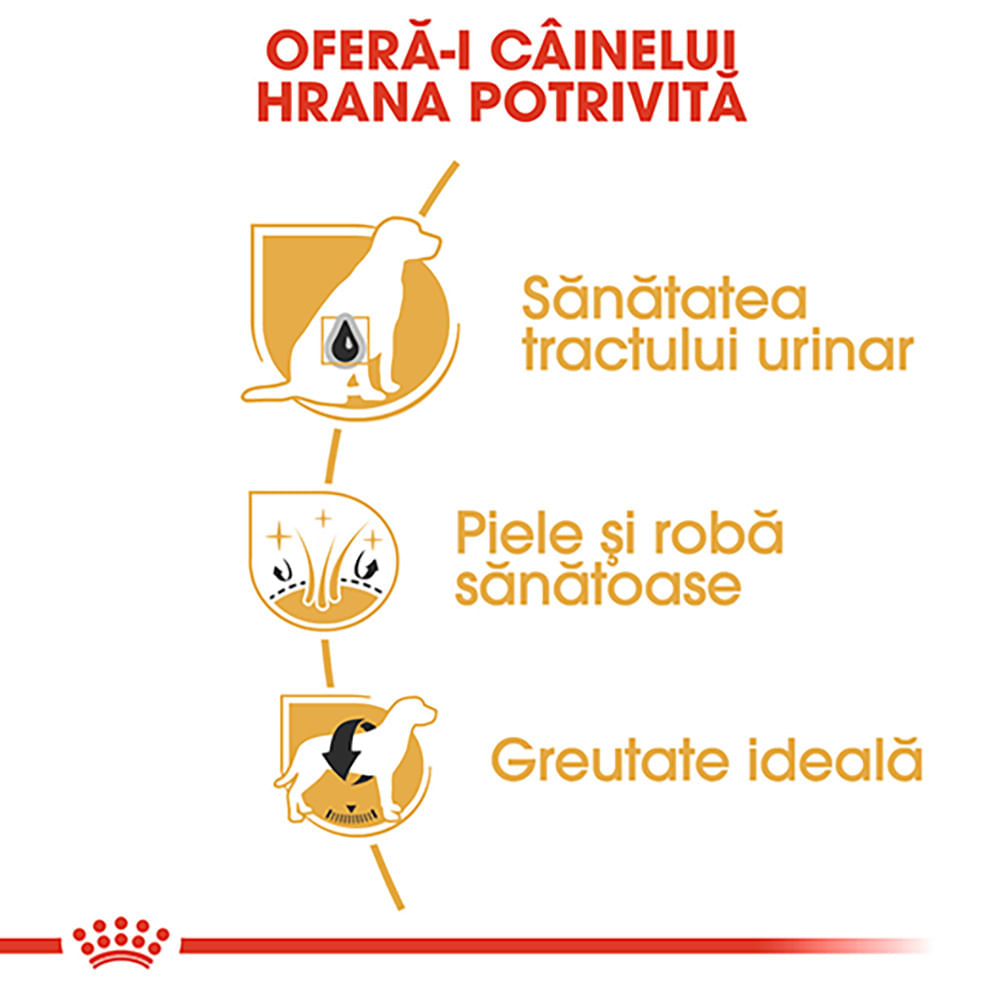 ROYAL CANIN Bichon Frise Adult, hrană uscată câini, 1.5kg - poza 5