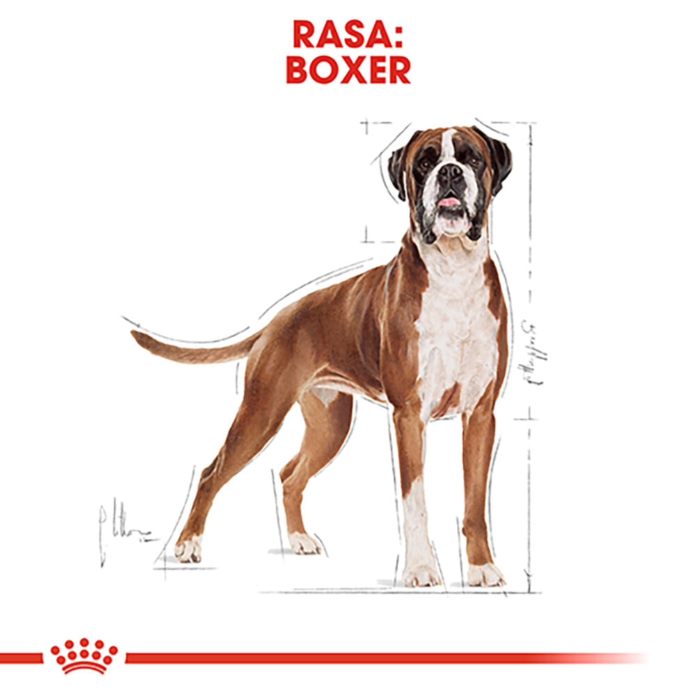 ROYAL CANIN Boxer Adult, hrană uscată câini, 12kg - poza 4