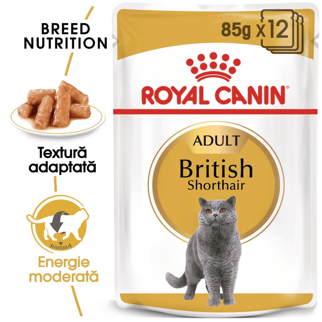 ROYAL CANIN British Shorthair Adult, hrană umedă pisici, (în sos), bax, 85g x 12buc - poza 1