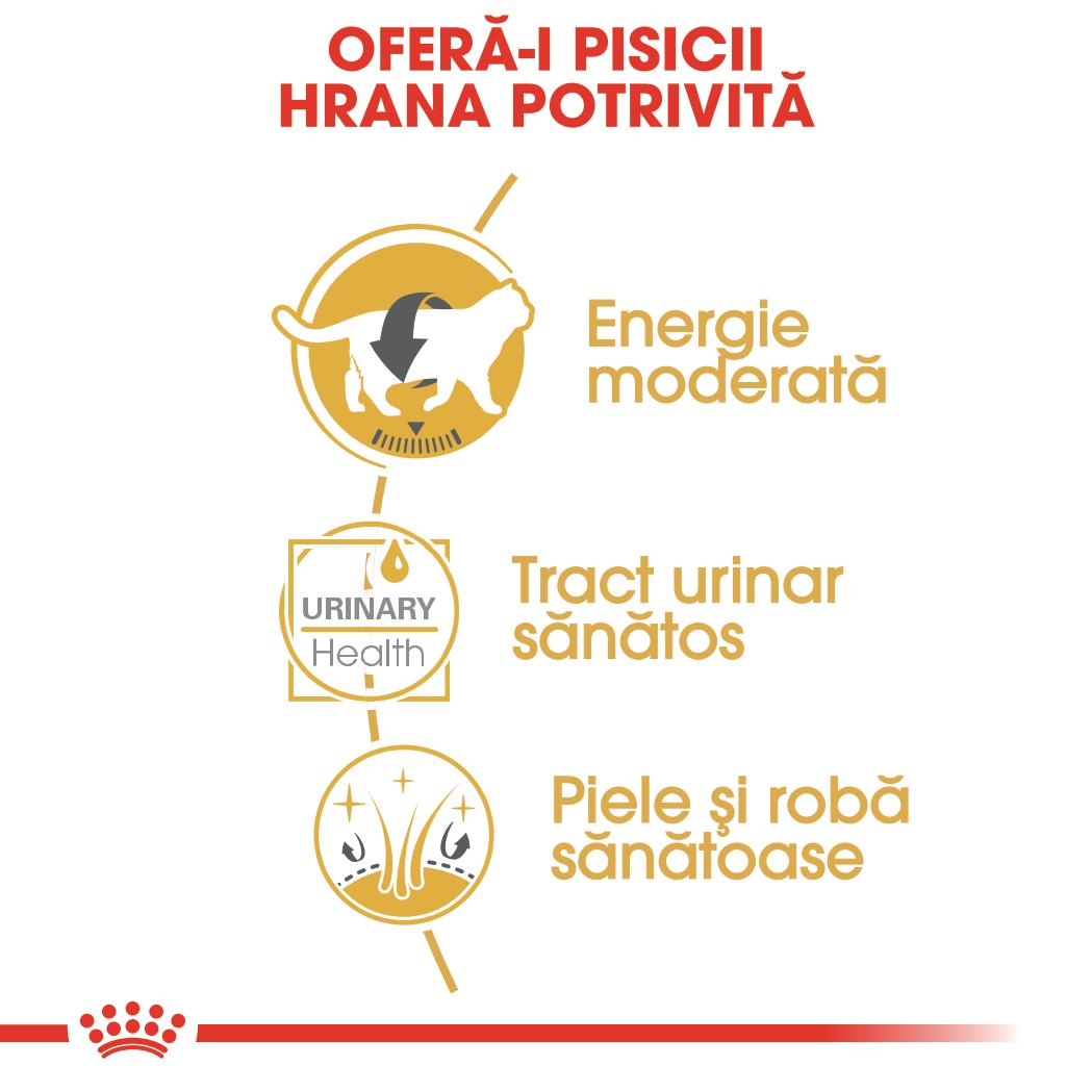 ROYAL CANIN British Shorthair Adult, hrană umedă pisici, (în sos), bax, 85g x 12buc - poza 4