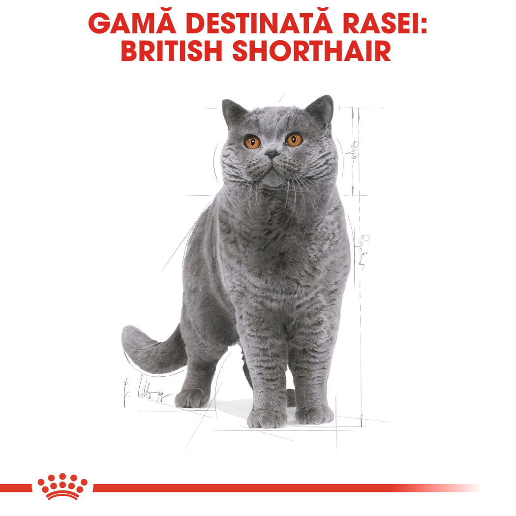 ROYAL CANIN British Shorthair Adult, hrană uscată pisici, 10kg - poza 4