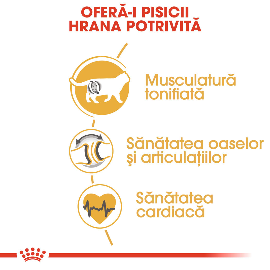 ROYAL CANIN British Shorthair Adult, hrană uscată pisici, 400g - poza 5