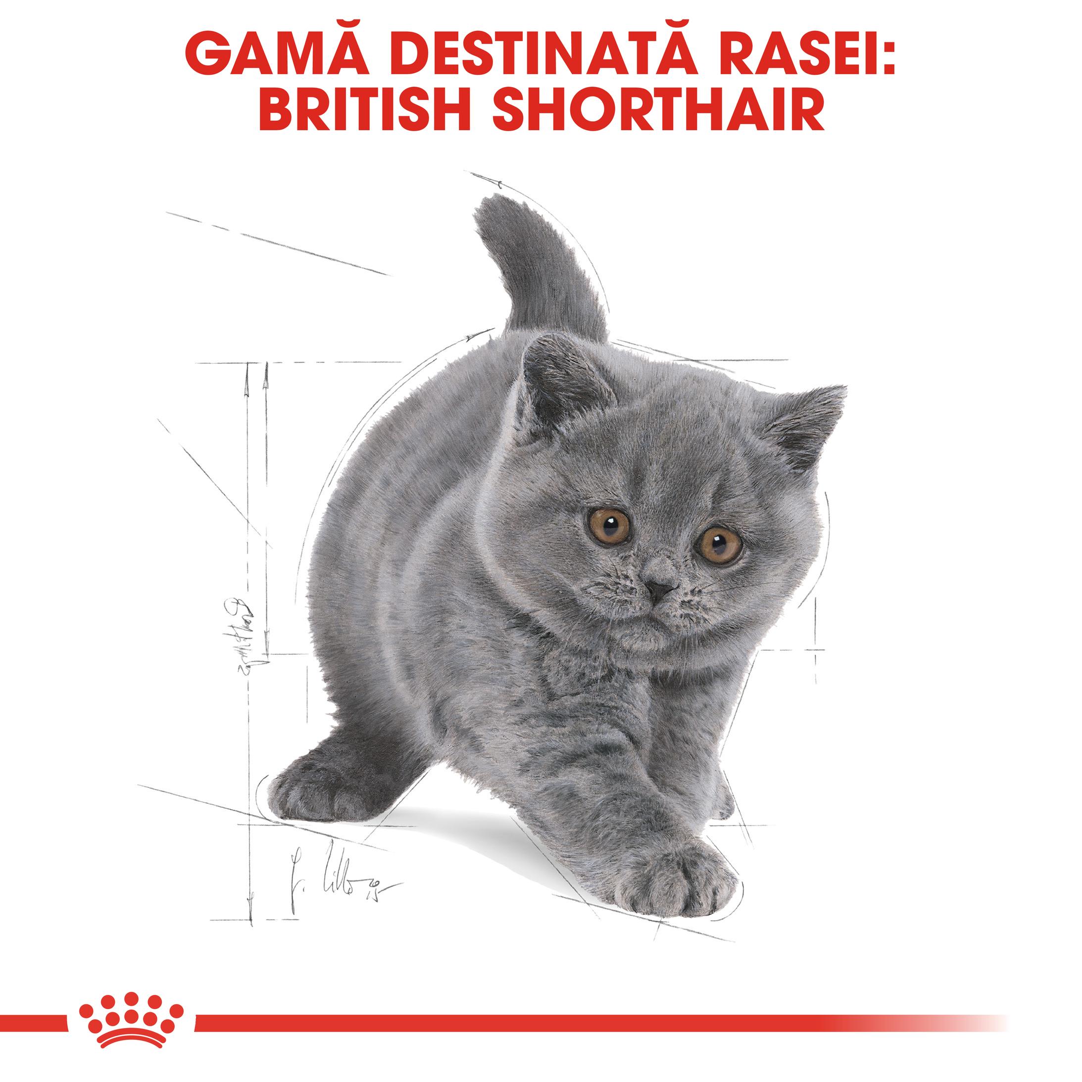 ROYAL CANIN British Shorthair Kitten, hrană uscată pisici junior, 2kg - poza 4