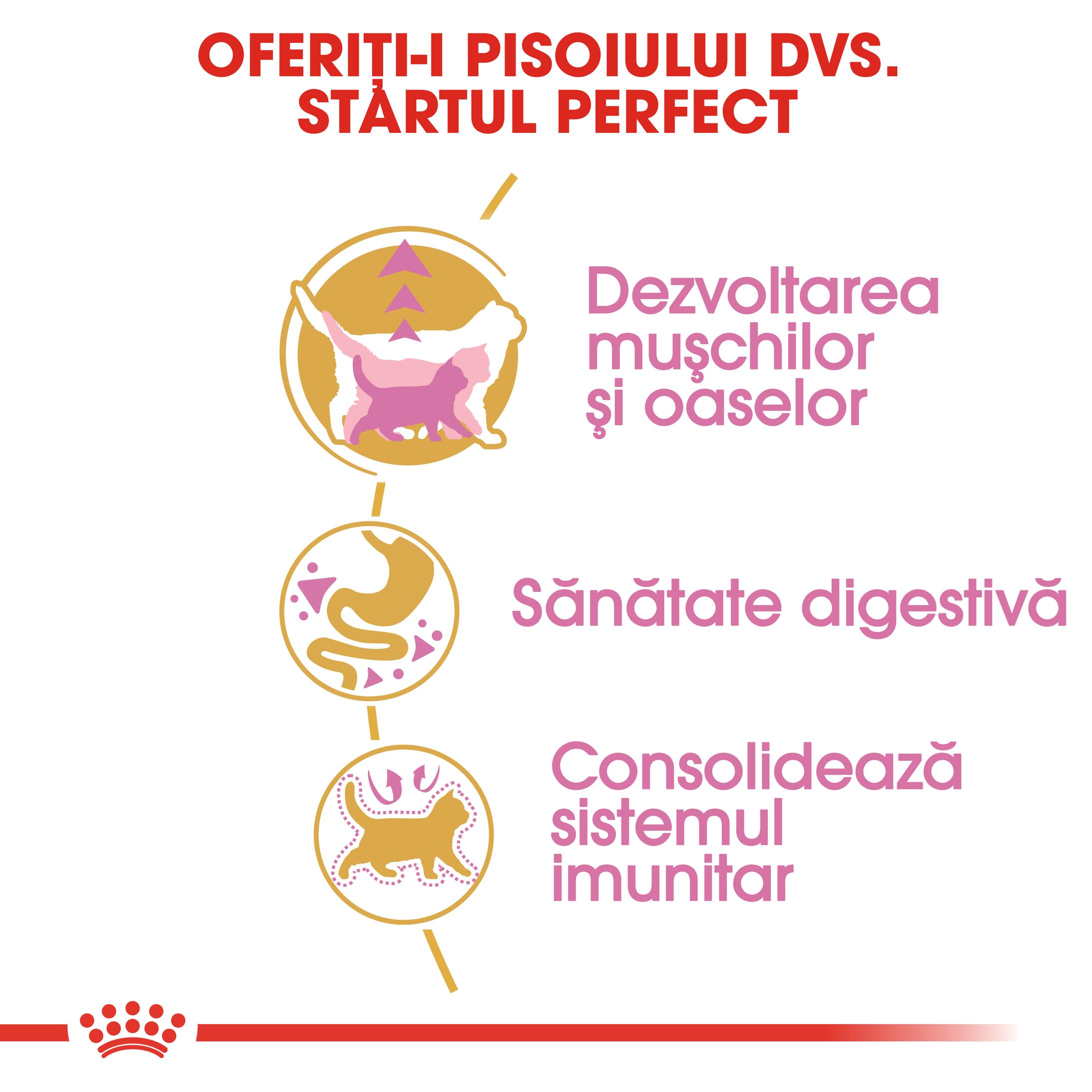 ROYAL CANIN British Shorthair Kitten, hrană uscată pisici junior, 400g - poza 5