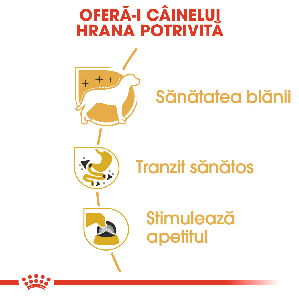 ROYAL CANIN Chihuahua Adult, hrană umedă câini, (pate), 85g - poza 3
