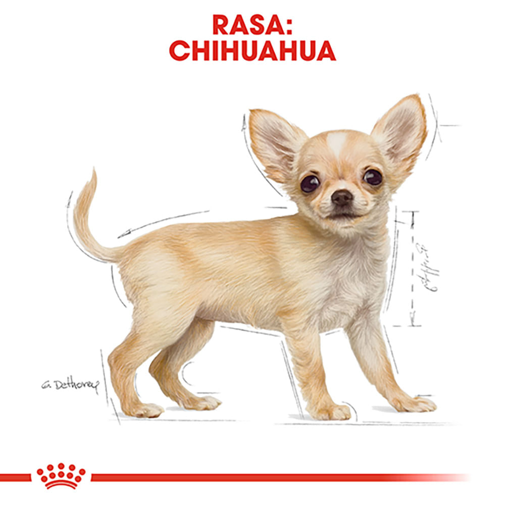 ROYAL CANIN Chihuahua Puppy, hrană uscată câini junior, 1.5kg - poza 5