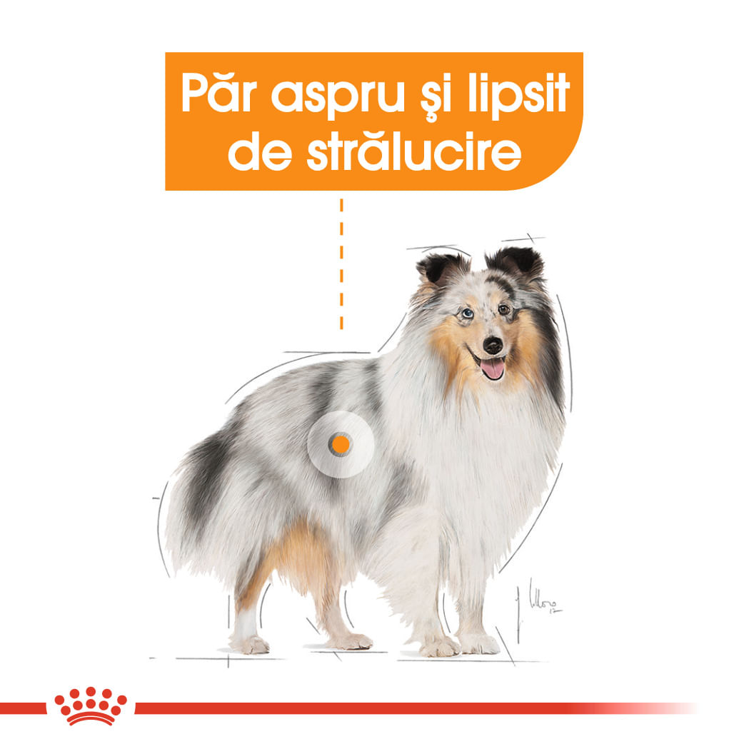 ROYAL CANIN Coat Care Adult, hrană umedă câini, blană sănătoasă și lucioasă, (pate), bax, 85g x 12buc - poza 4