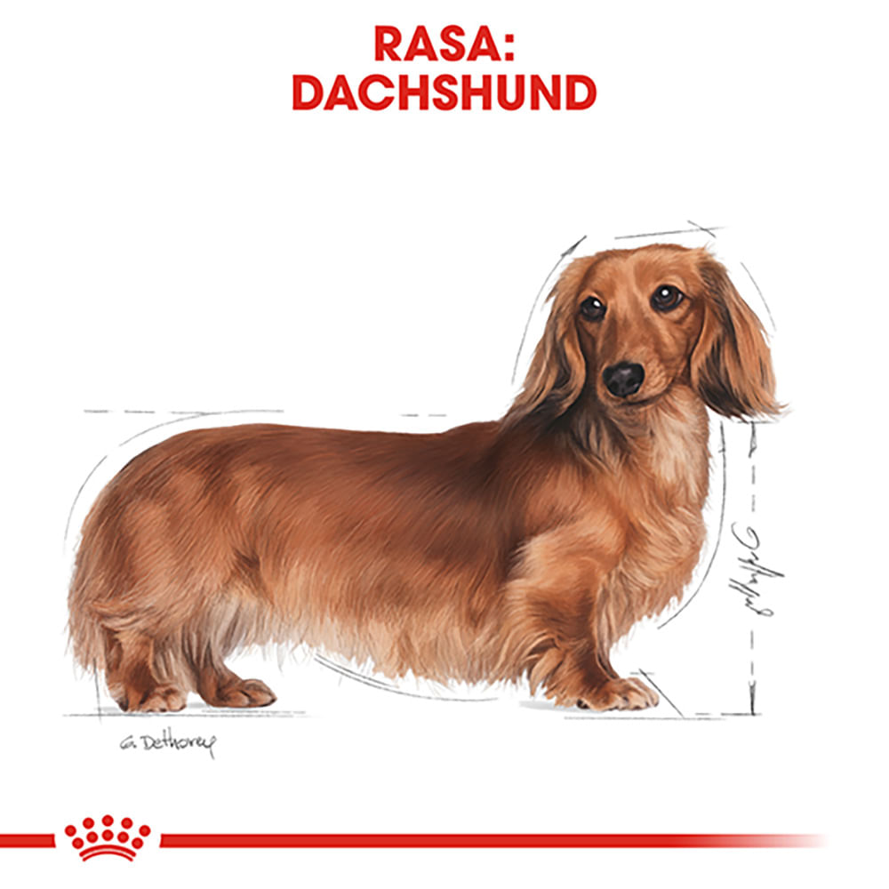 ROYAL CANIN Dachshund Adult, hrană uscată câini, 1.5kg - poza 4