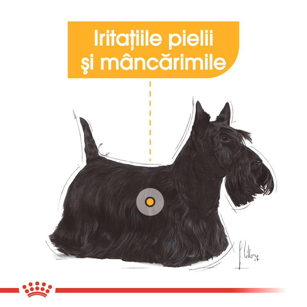 ROYAL CANIN Dermacomfort Adult, hrană umedă câini, prevenirea iritațiilor pielii, (pate), bax, 85g x 12buc - poza 4