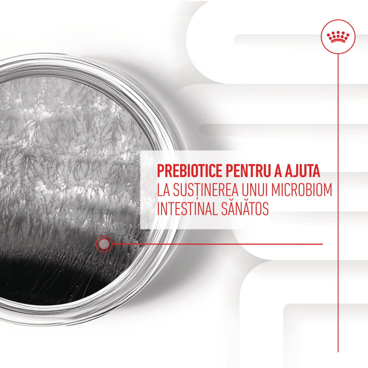 ROYAL CANIN Digestion Chews Adult Supplements, punguță recompense funcționale câini, sistem digestiv, 160g - poza 5