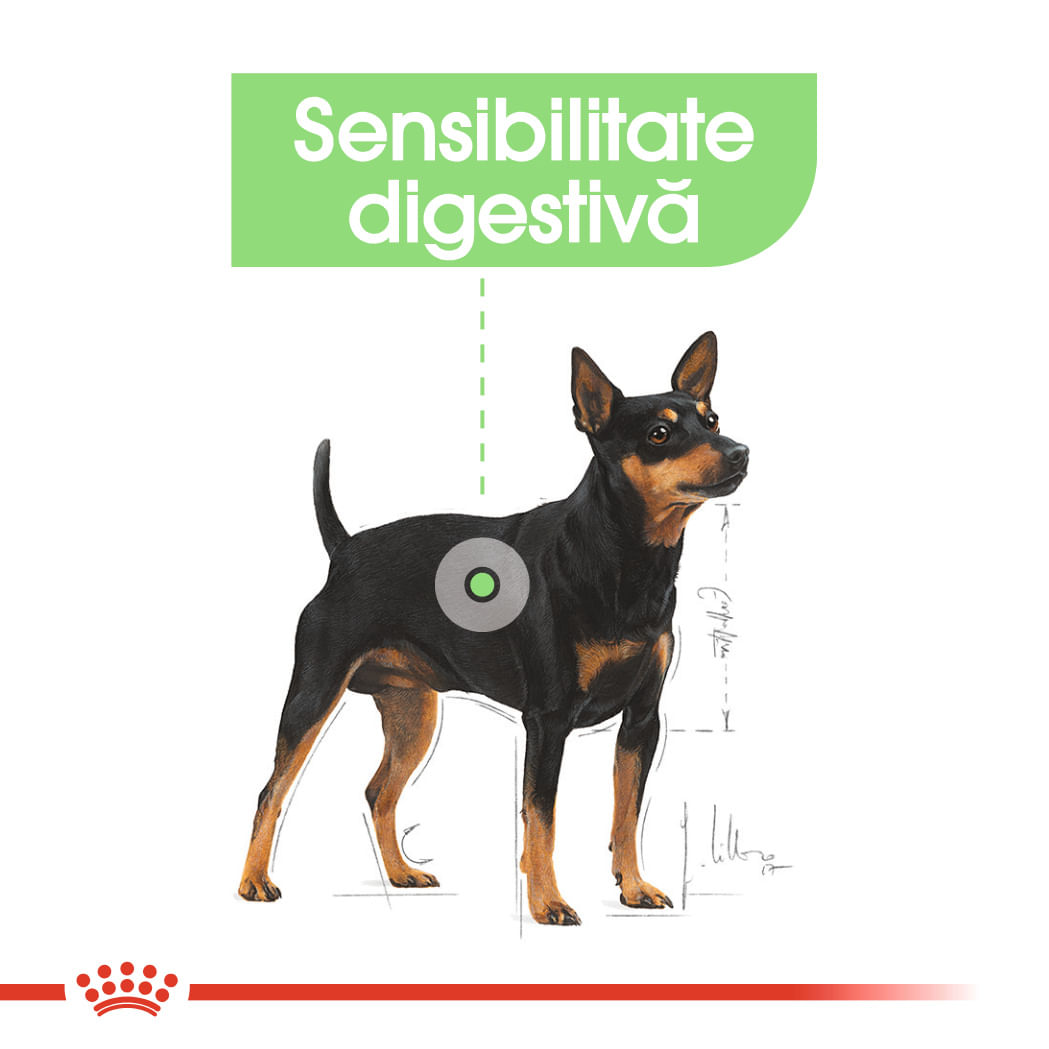 ROYAL CANIN Digestive Care Adult, hrană umedă câini, confort digestiv, (pate), bax, 85g x 12buc - poza 4