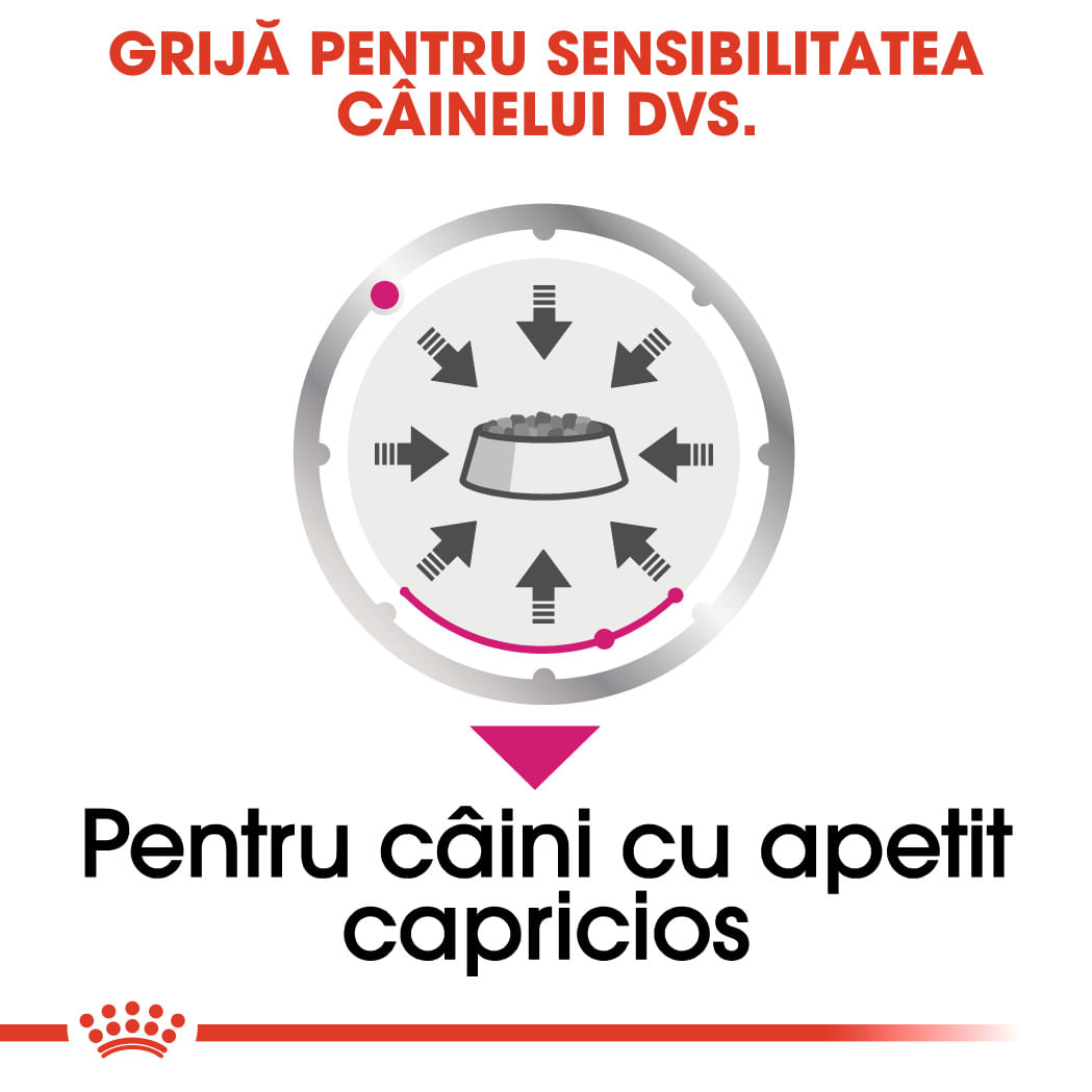 ROYAL CANIN Exigent Adult hrană umedă câini apetit capricios (pate), bax, 85g x 12buc - poza 5