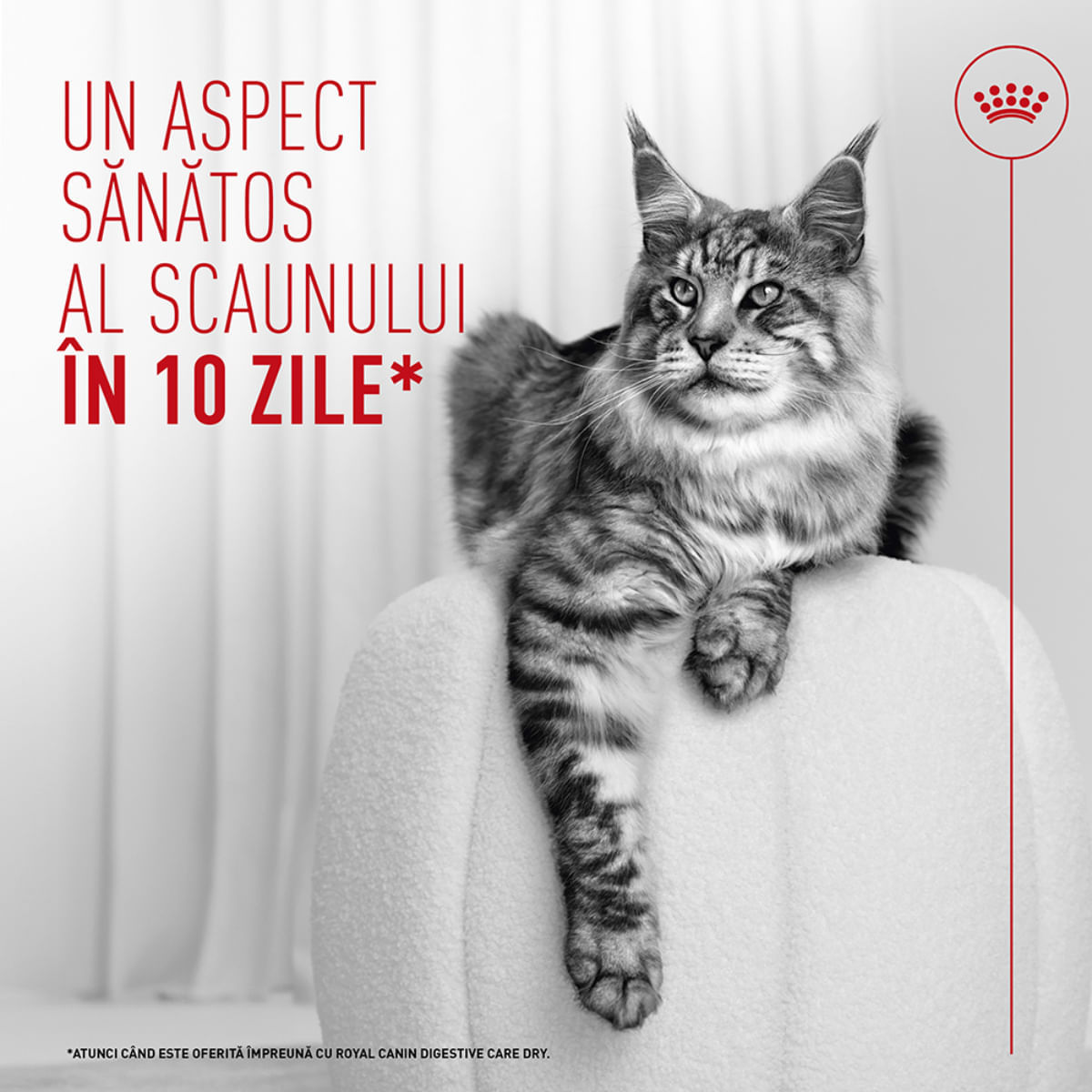 ROYAL CANIN Feline Care Nutrition Digestive Care AirLift, conservă hrană umedă pisici, sistem digestiv, (mousse), 85g - poza 4