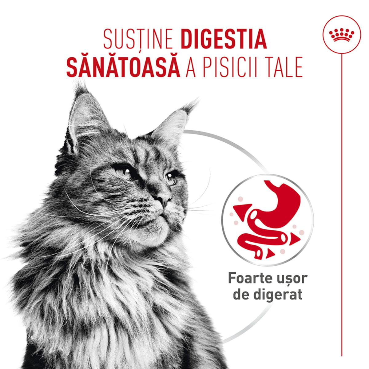 ROYAL CANIN Feline Care Nutrition Digestive Care AirLift, conservă hrană umedă pisici, sistem digestiv, (mousse), 85g - poza 5