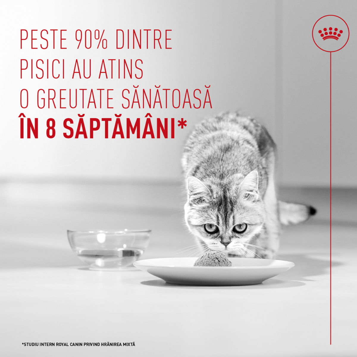 ROYAL CANIN Feline Care Nutrition Light Weight Care AirLift, conservă hrană umedă pisici, obezitate, (mousse), 85g - poza 4
