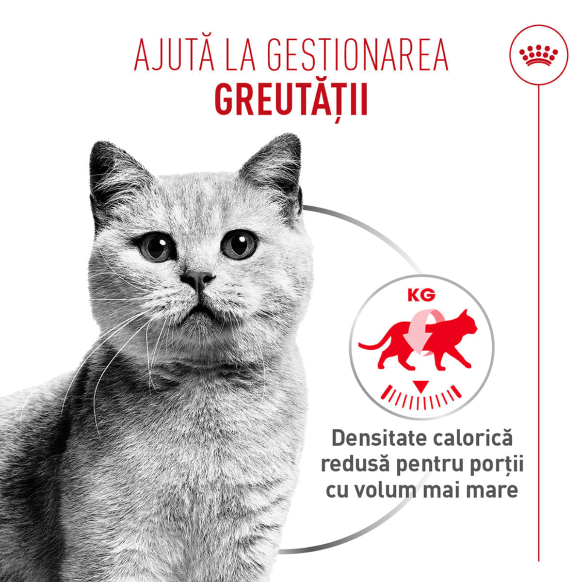 ROYAL CANIN Feline Care Nutrition Light Weight Care AirLift, conservă hrană umedă pisici, obezitate, (mousse), bax, 85g x 12buc - poza 5
