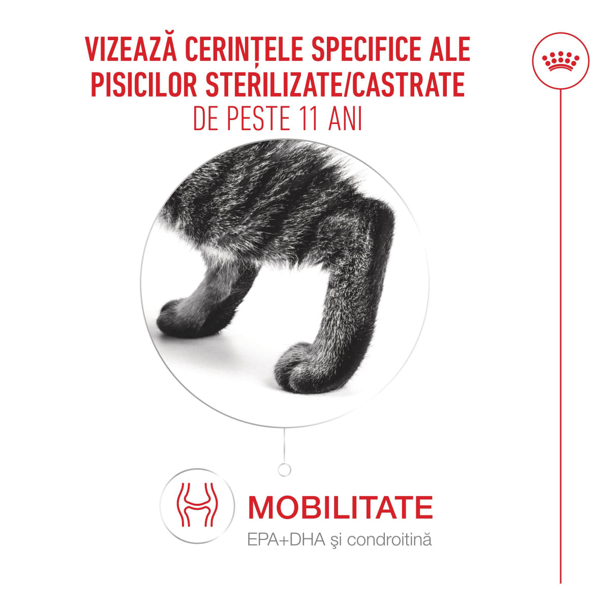 ROYAL CANIN Feline Health Nutrition Ageing Sterilised 11+, hrană uscată pisici senior sterilizate, managementul greutății, 400g - poza 4